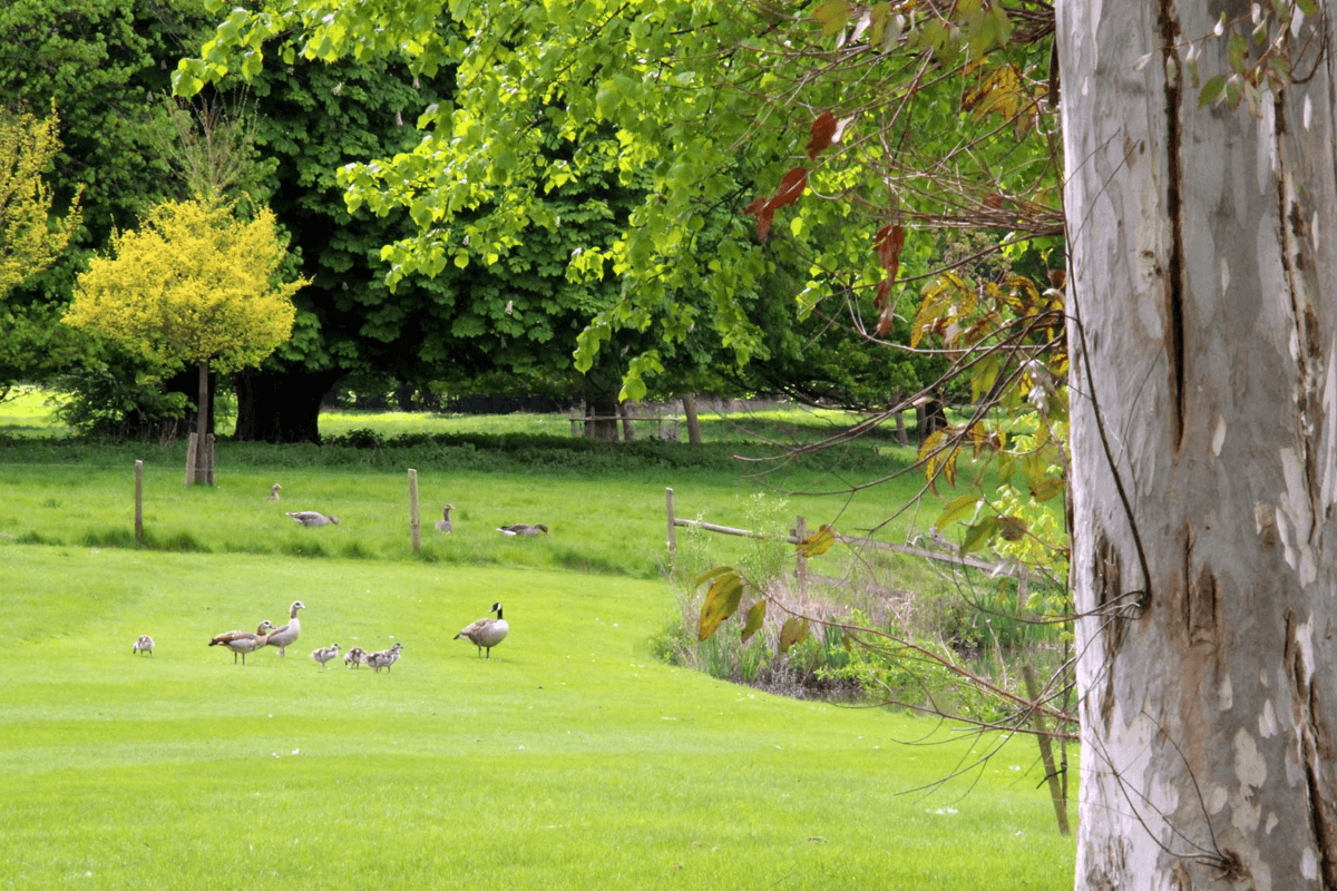 Explore East Cambs - geese on the grass at Chippenham Park Gardens