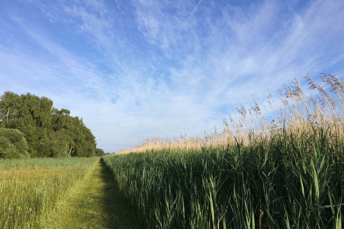 Explore East Cambs - Image of tall reeds at Wicken Fen