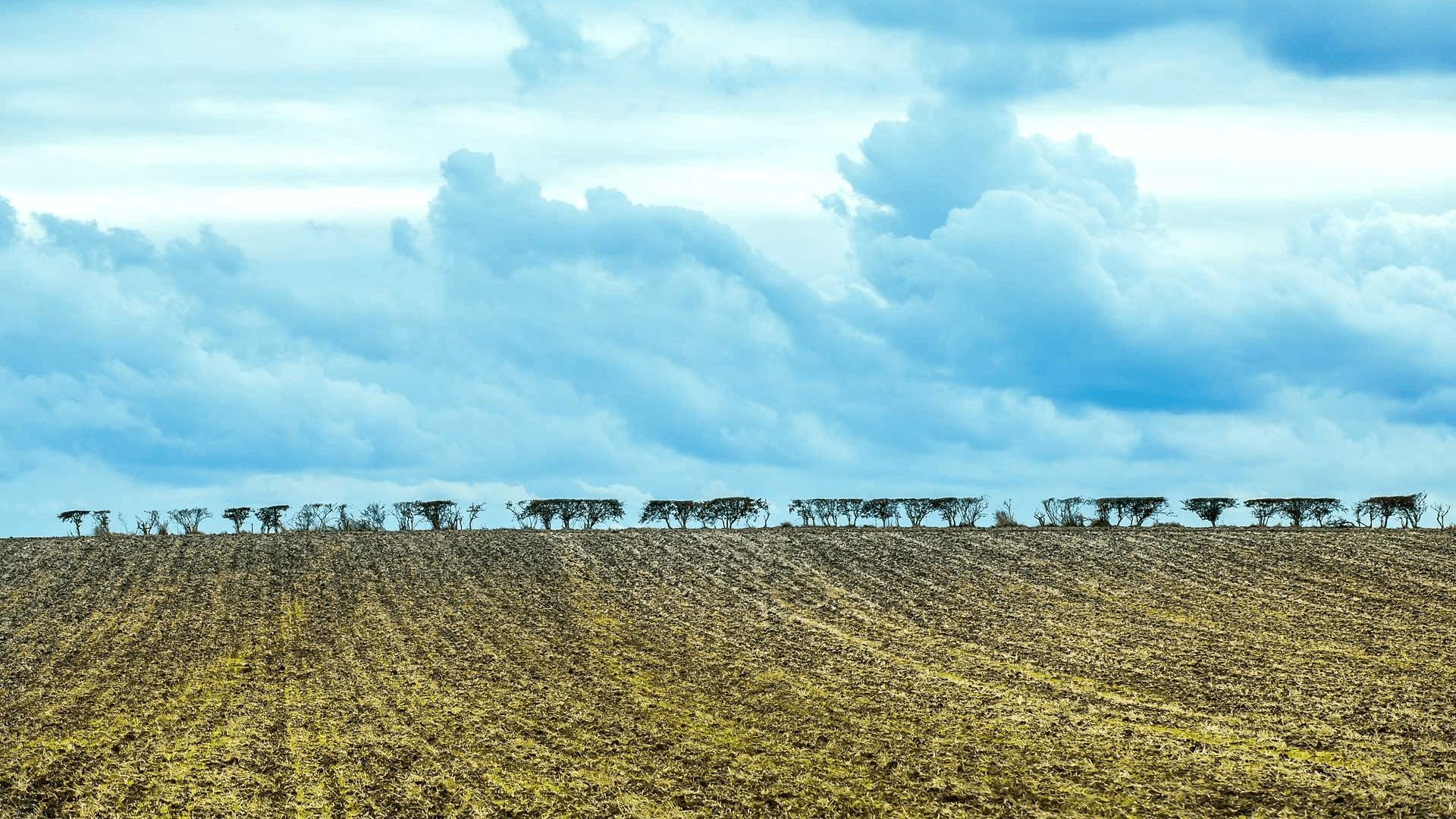 Things to do in East Cambridgeshire - walks. Photograph of field with blue sky and trees in distance