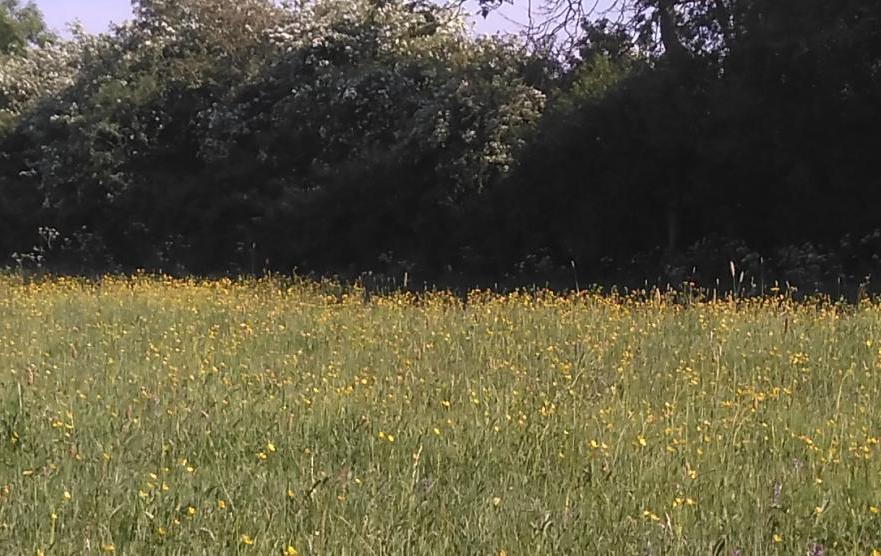 Things to do in East Cambs in Autumn - Soham Meadow