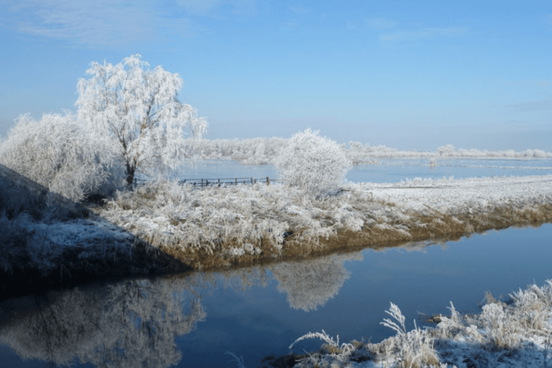 Things to do in East Cambs in Winter - frost covered trees and grass on a riverbank